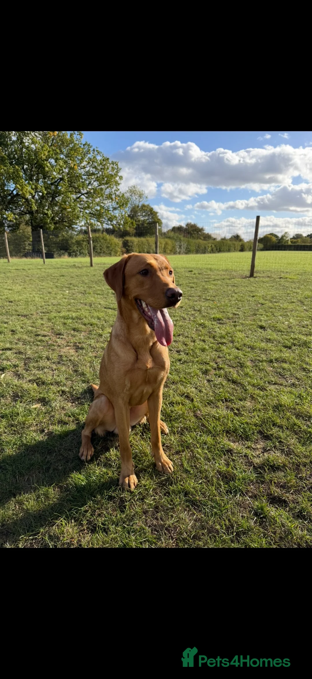 Labrador Retriever dogs for stud: KC Reg Fox Red (Yellow) Labrador Stud  - Advert 2
