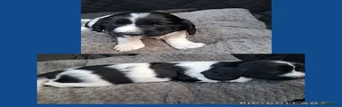Sprocker Puppy 3