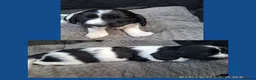 Sprocker dogs for sale: Beautiful F1 Sprocker Puppies - Advert 16