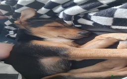Huntaway dogs for sale: Newzealand Huntaway 10months old - Image 1