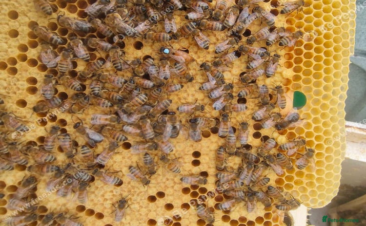 Mixed Breed invertebrates Over Wintered Nucs for sale. Buckfast Honey Bees.  - Advert 1