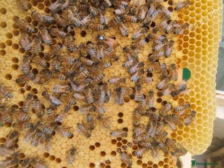 Mixed Breed invertebrates Over Wintered Nucs for sale. Buckfast Honey Bees. - Advert 13