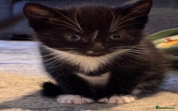 Mixed Breed cats for sale: 4 adorable kittens looking for a new home - Image 9