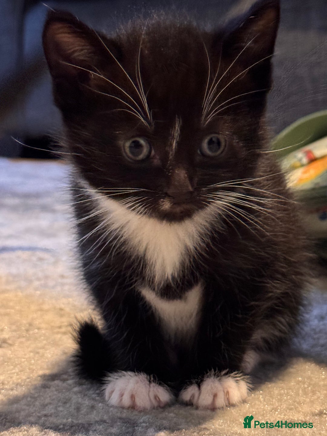 Mixed Breed cats for sale: 4 adorable kittens looking for a new home - Image 9