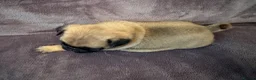 Pug dogs for sale: Beautiful Litter Of Pug Puppies All Girls  - Advert 3