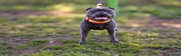 Staffordshire Bull Terrier dogs for stud: THE FAMOUS JOEY! Heavily Health-Tested Blue Stud!  - Advert 5