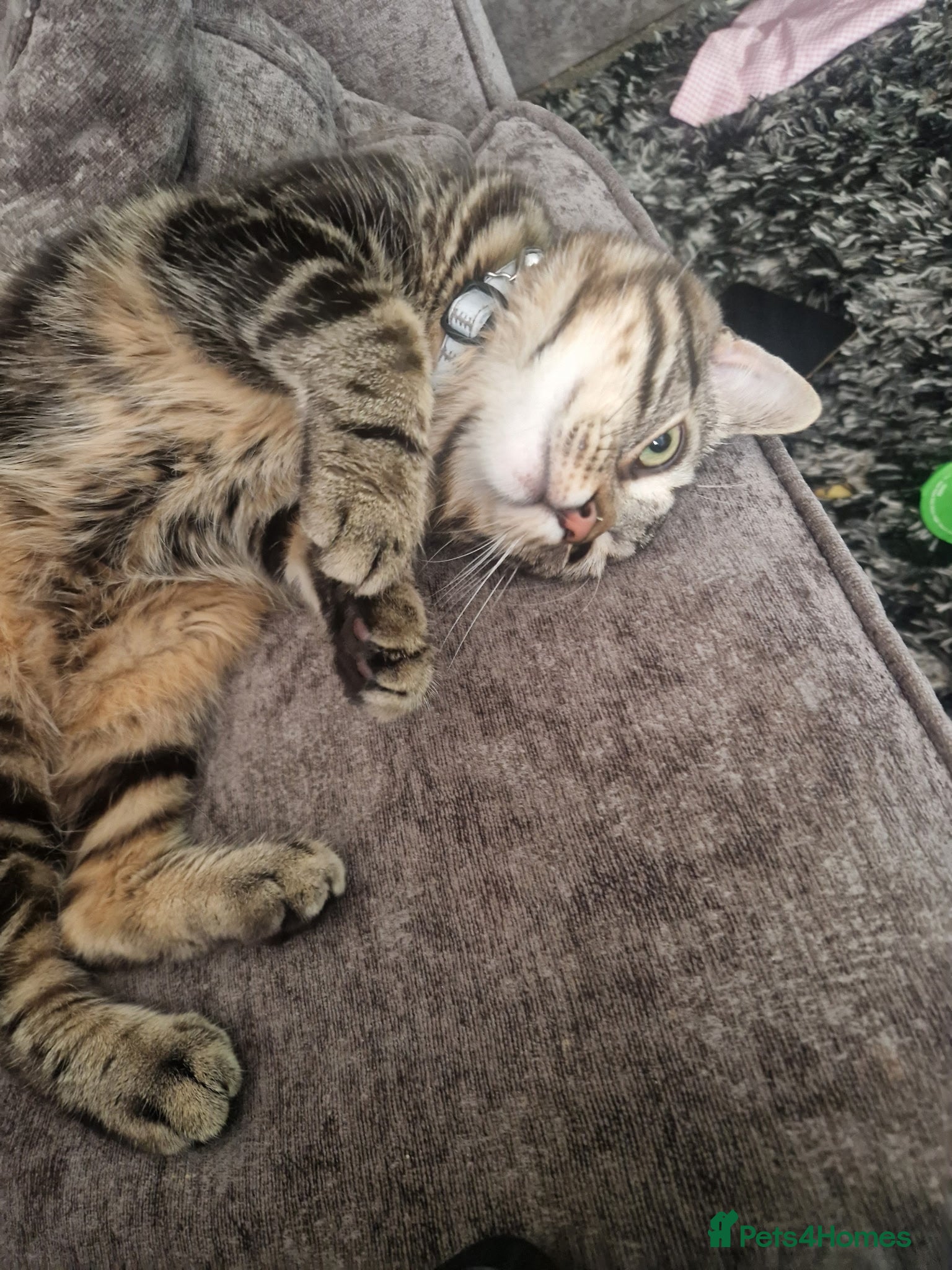 Mixed Breed cats Spiderman  - Advert 1