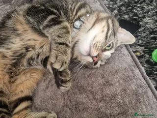 Mixed Breed cats Spiderman - Advert 1