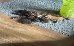 British Shorthair cats for sale: 1 female tortoiseshell  - ready now  in Southampton - Image 6
