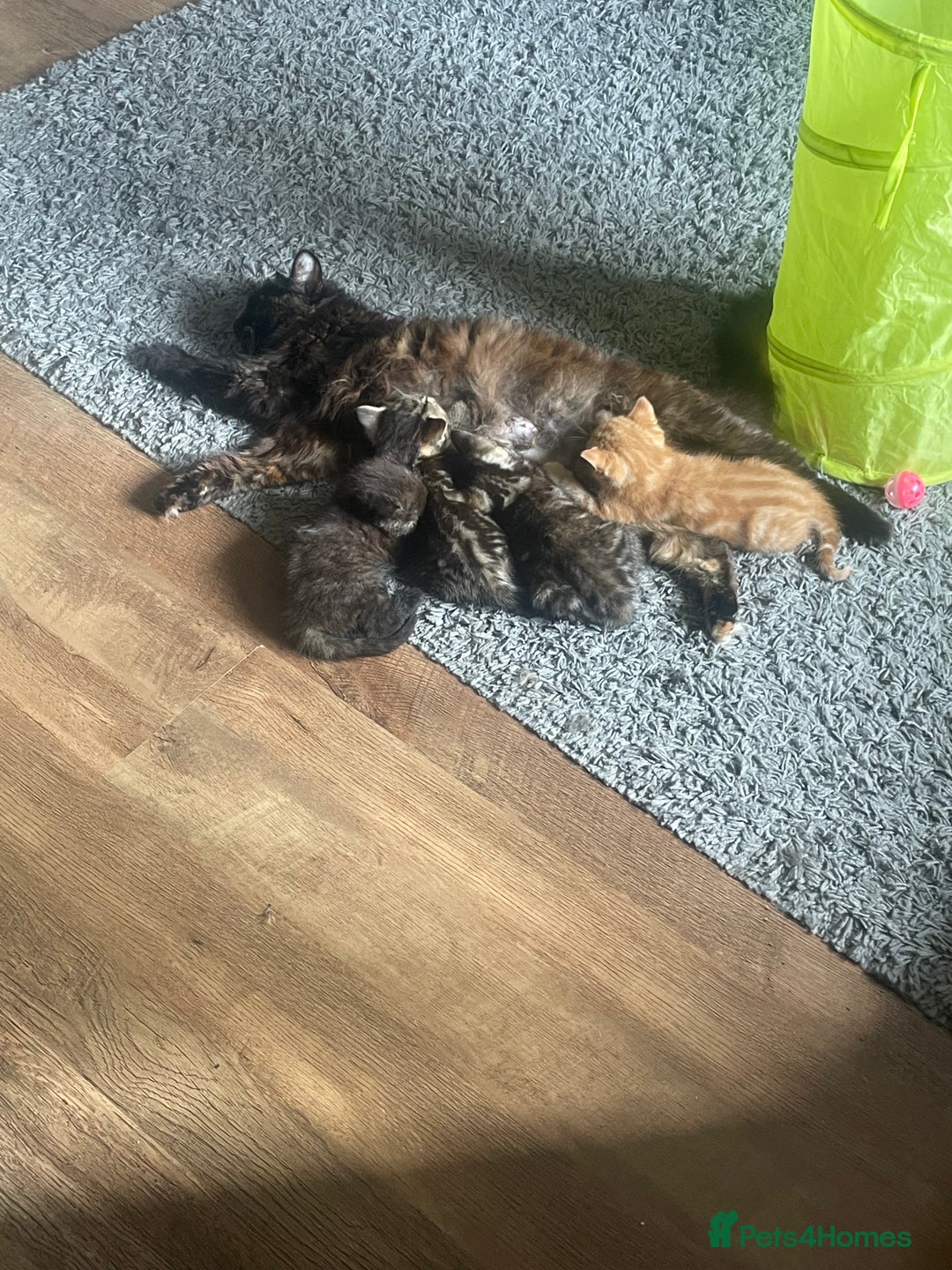 British Shorthair cats for sale: 1 female tortoiseshell  - ready now  in Southampton - Image 6