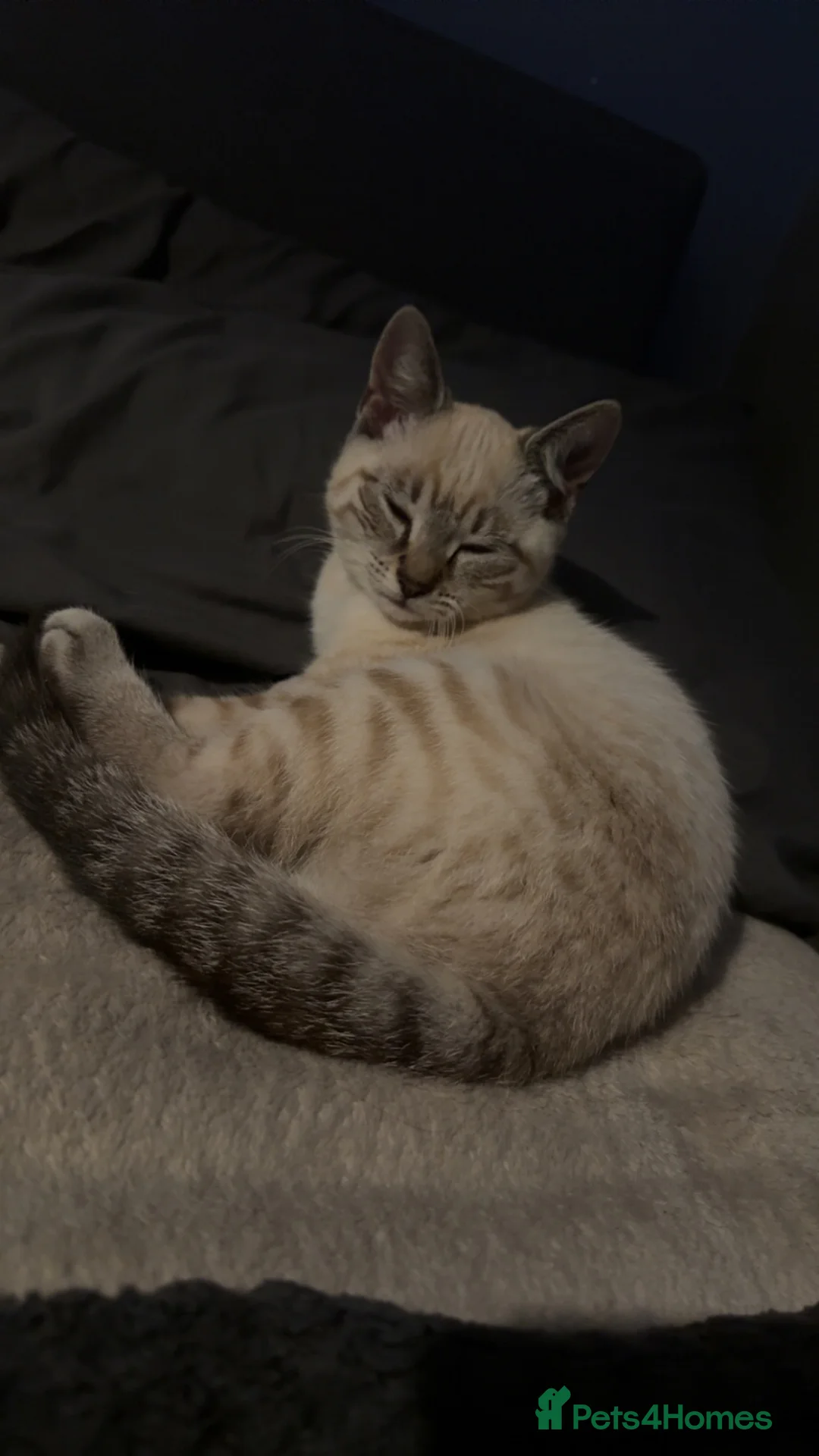 Mixed Breed cats for sale:  Cat  - Advert 2