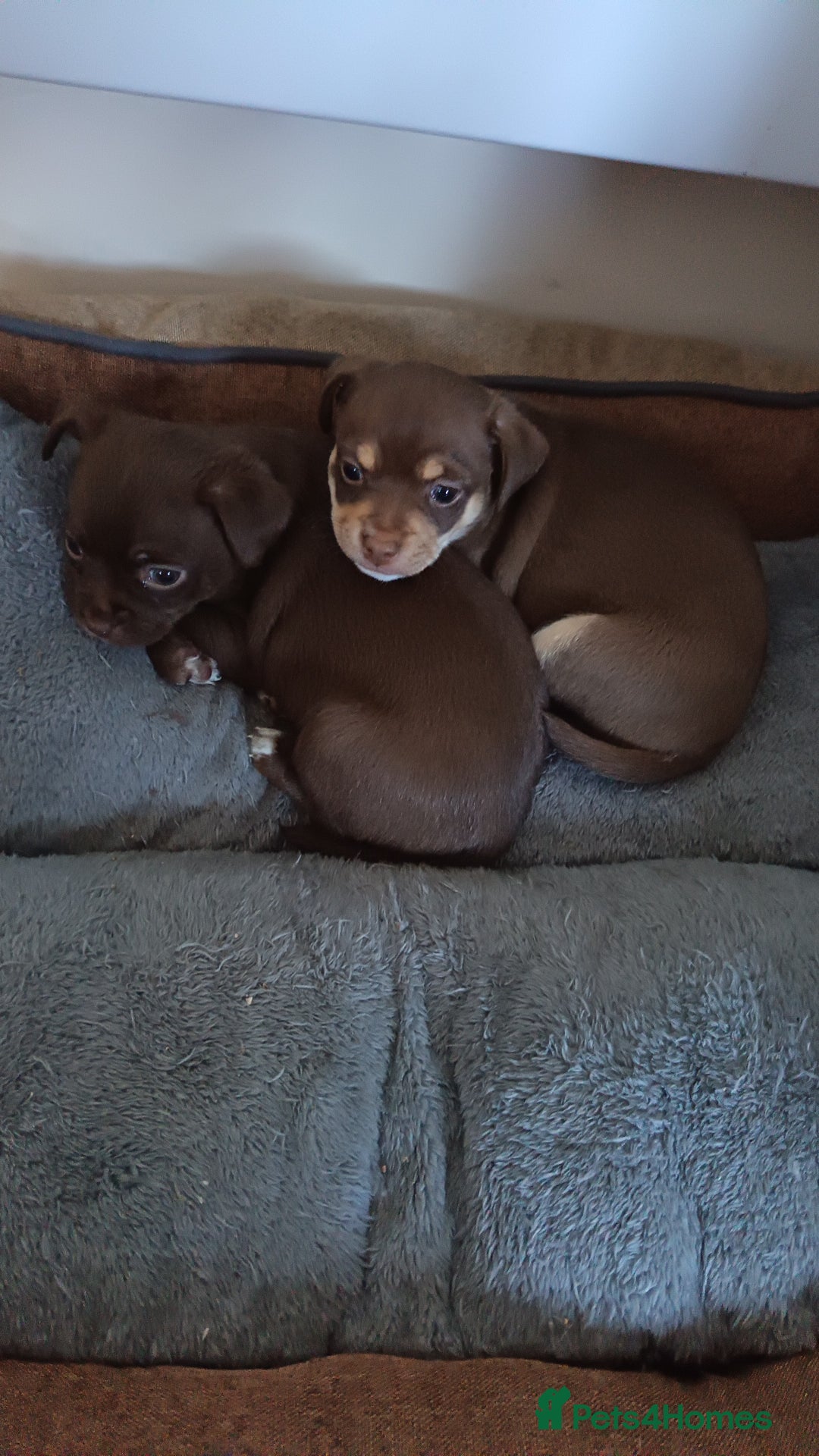 Chihuahua dogs for sale: Chihuahua puppies - Advert 9