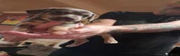 Chiweenie dogs for sale: Chiweenies for sale  - Advert 3