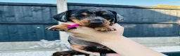 Miniature Dachshund dogs for sale: Miniature dachshund puppies 🩷💙 - Advert 6