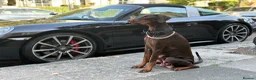 Dobermann dogs for sale: KC Registered Doberman | 91 Champions in Parents - Advert 11