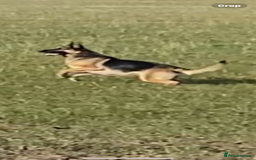 Mixed Breed dogs for sale: 3 fluffy Shollie German Shepard x Boarder Collie - Image 30