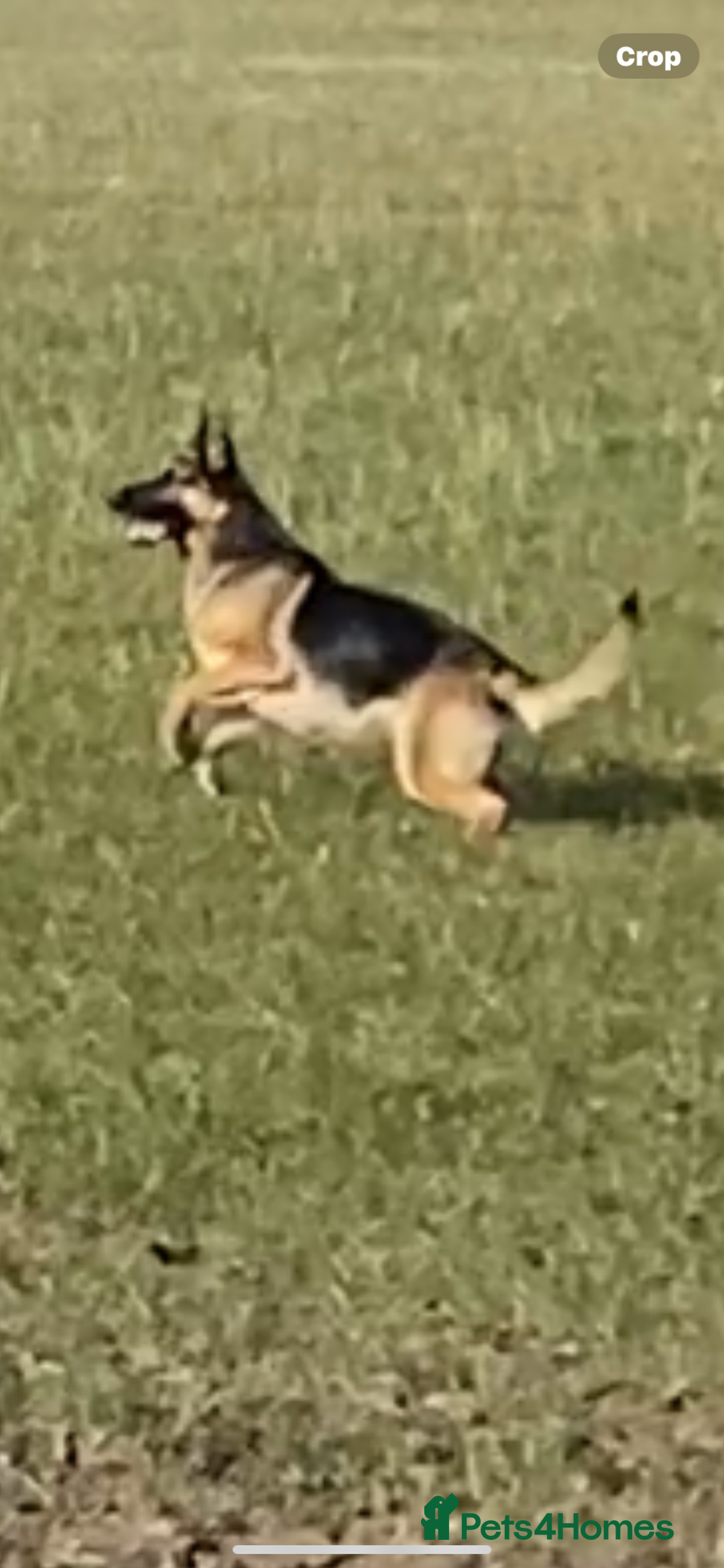 Mixed Breed dogs for sale: 3 fluffy Shollie German Shepard x Boarder Collie - Image 30