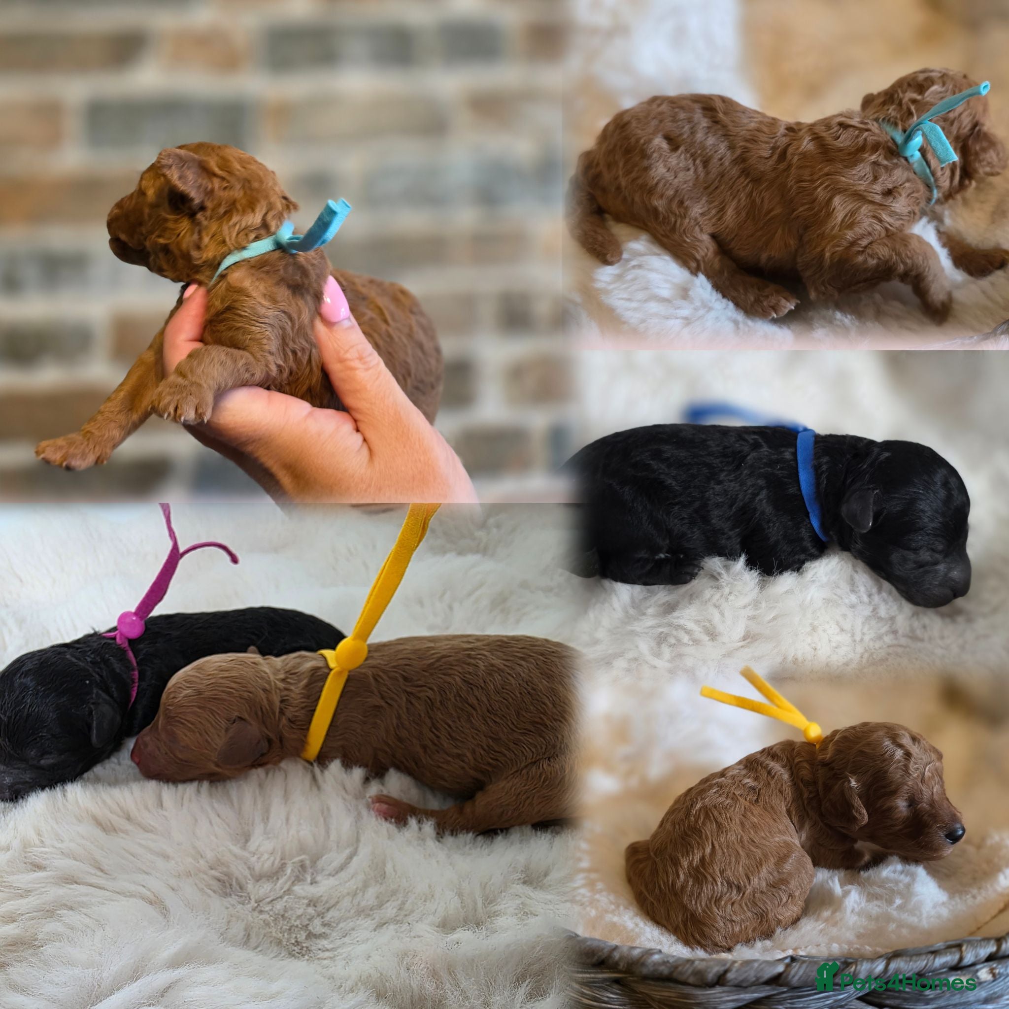 Cavapoo dogs F1 Toy cavapoos  - Advert 10