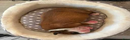 Boxer dogs for sale: Boxer puppies KC registered - family home!  - Advert 4