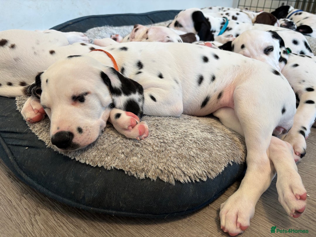 Dalmatian dogs for sale: Stunning mixed litter of Dalmatians  - Advert 27