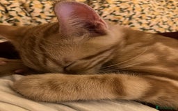 British Shorthair cats for sale: 2 kittens looking for forever home  - Image 2