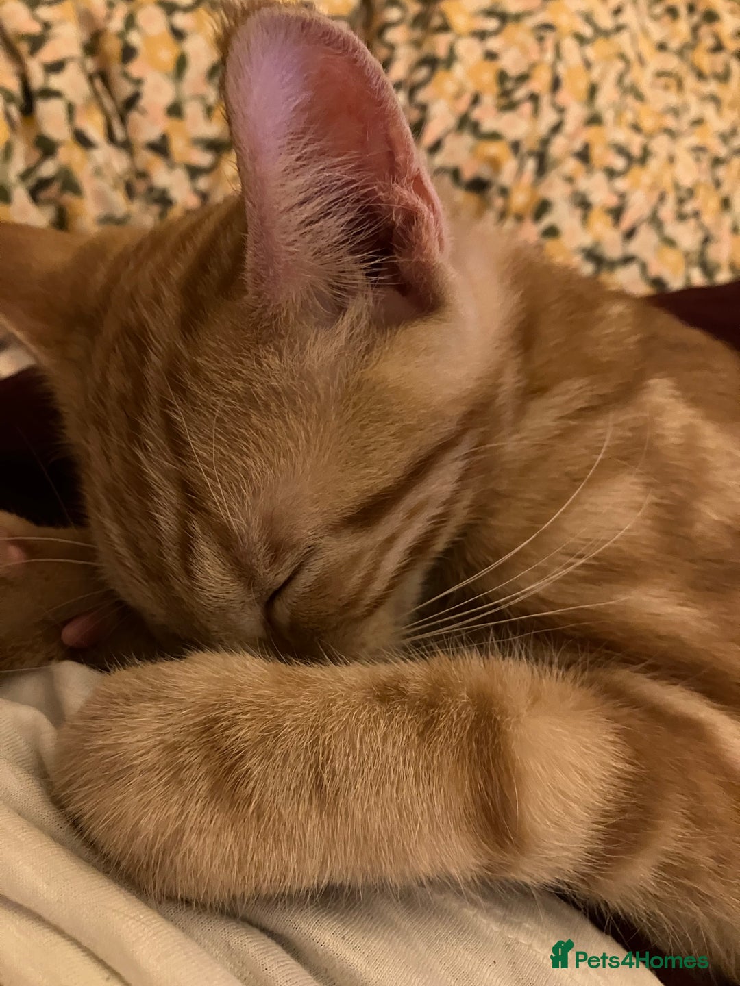 British Shorthair cats for sale: 2 kittens looking for forever home  - Image 2