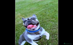 French Bulldog dogs for stud: Male frenchie for stud  - Image 1