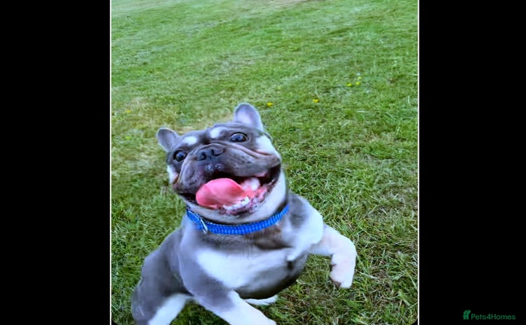 French Bulldog dogs - Advert 1