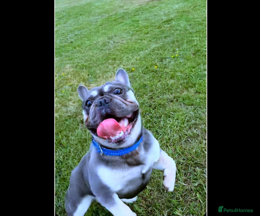 French Bulldog dogs for stud: Male frenchie for stud  - Image 1