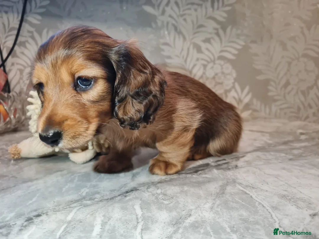 Miniature Dachshund dogs for sale: Superior Quality Miniature Dachshund Puppies in Plymouth - Advert 2