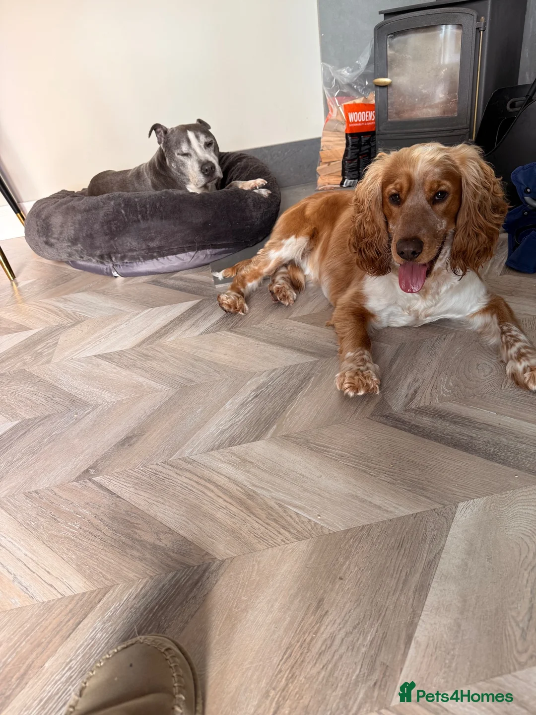 Cocker Spaniel dogs for sale: Beautiful Cocker boy - Advert 2