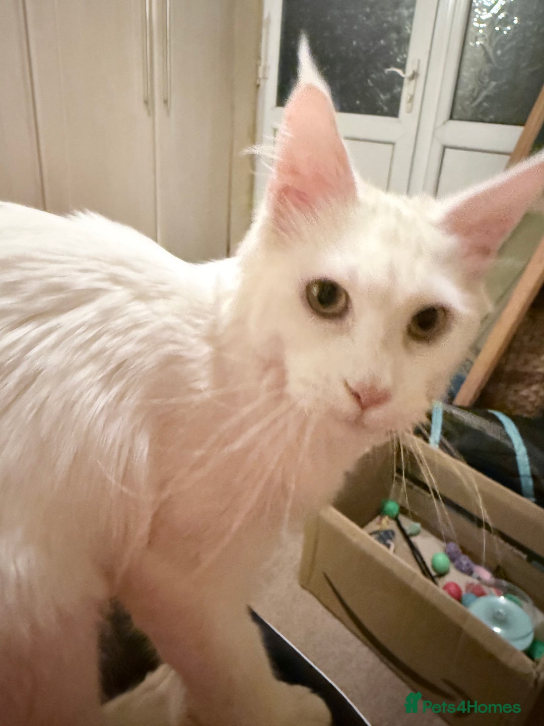 Maine Coon cats for sale: 11 month old Pedigree Female Main Coon - Advert 2