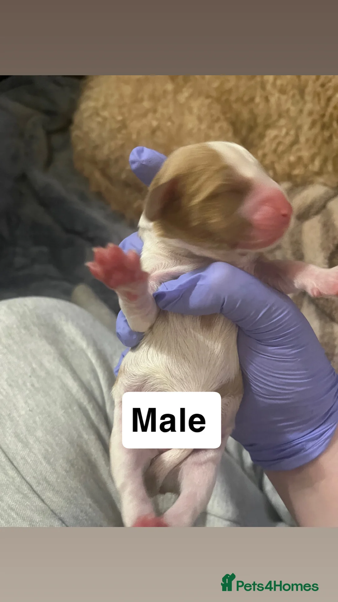 Cavapoo dogs for sale: cavapoo puppies  - Advert 6