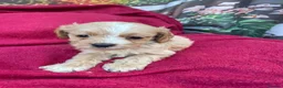 Cockapoo dogs for sale: American cockapoos - yankydoodles - Advert 1