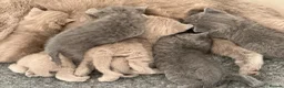 British Shorthair cats for sale: 💙Male kittens ready now💙 - Advert 19
