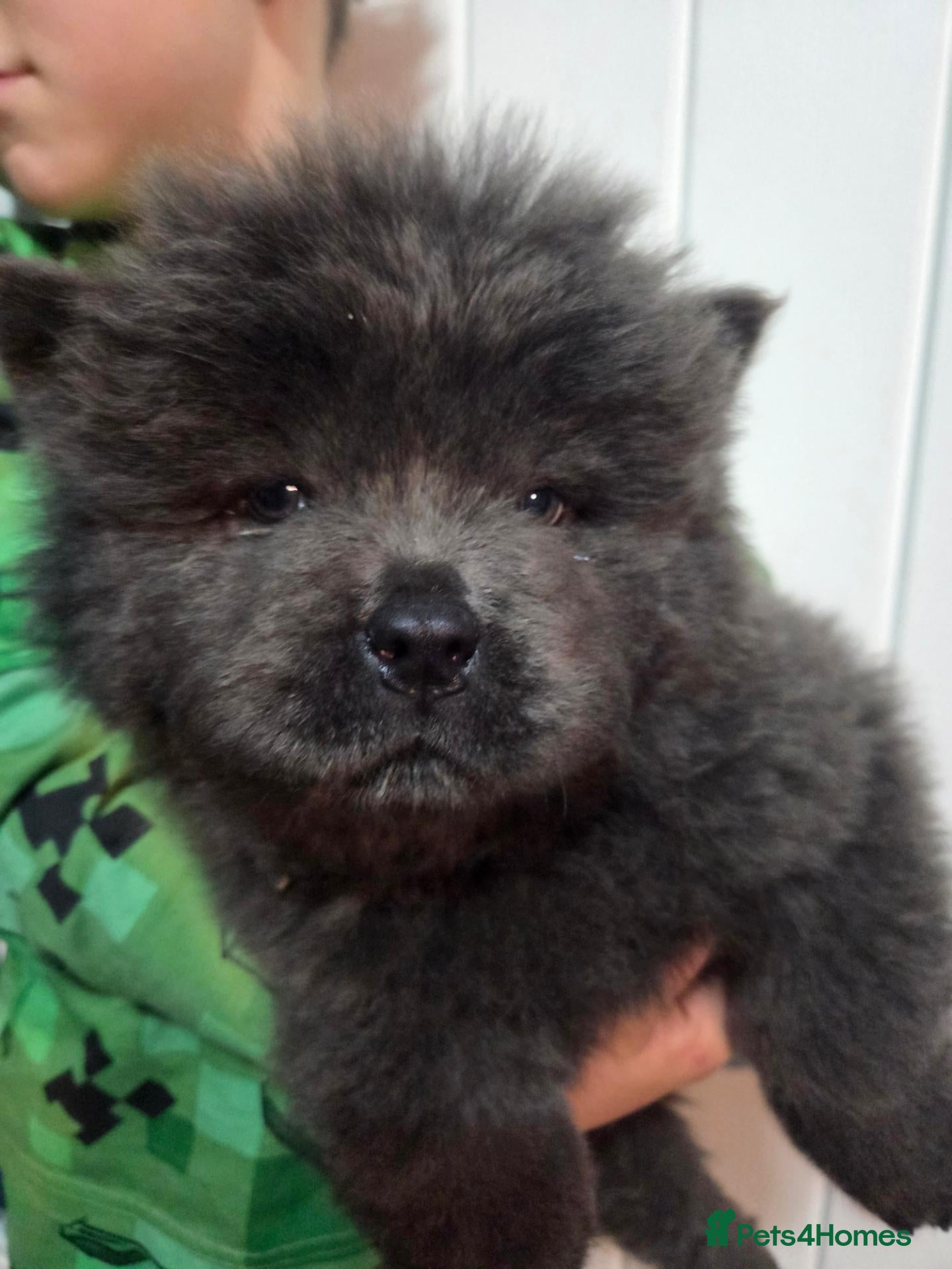 Chow Chow dogs CHOW Toothless 💙🏡 - Advert 22