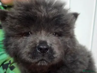 Chow Chow dogs CHOW Toothless 💙🏡 - Advert 22