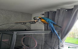 Macaws birds for sale: Blue and gold macaw - Image 4