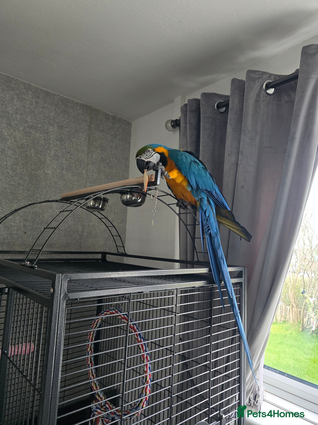 Macaws birds for sale: Blue and gold macaw - Image 4