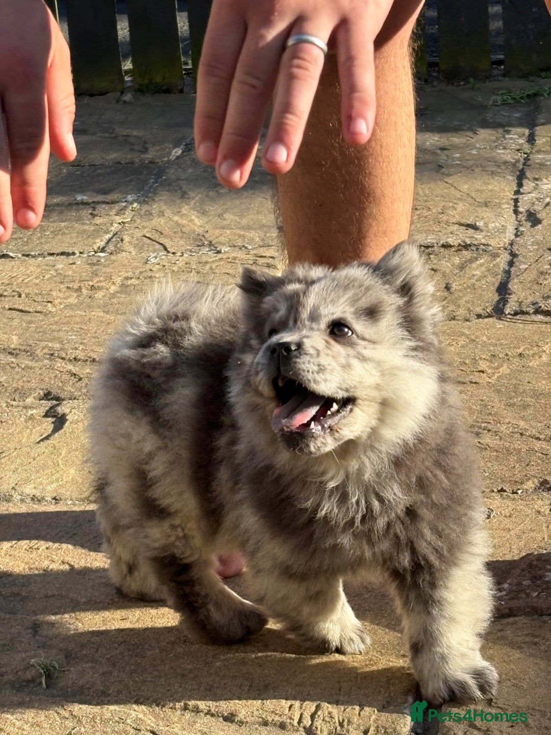 Chow Chow dogs for sale: Beautiful silver/ blue merle boy 💙 - Image 5