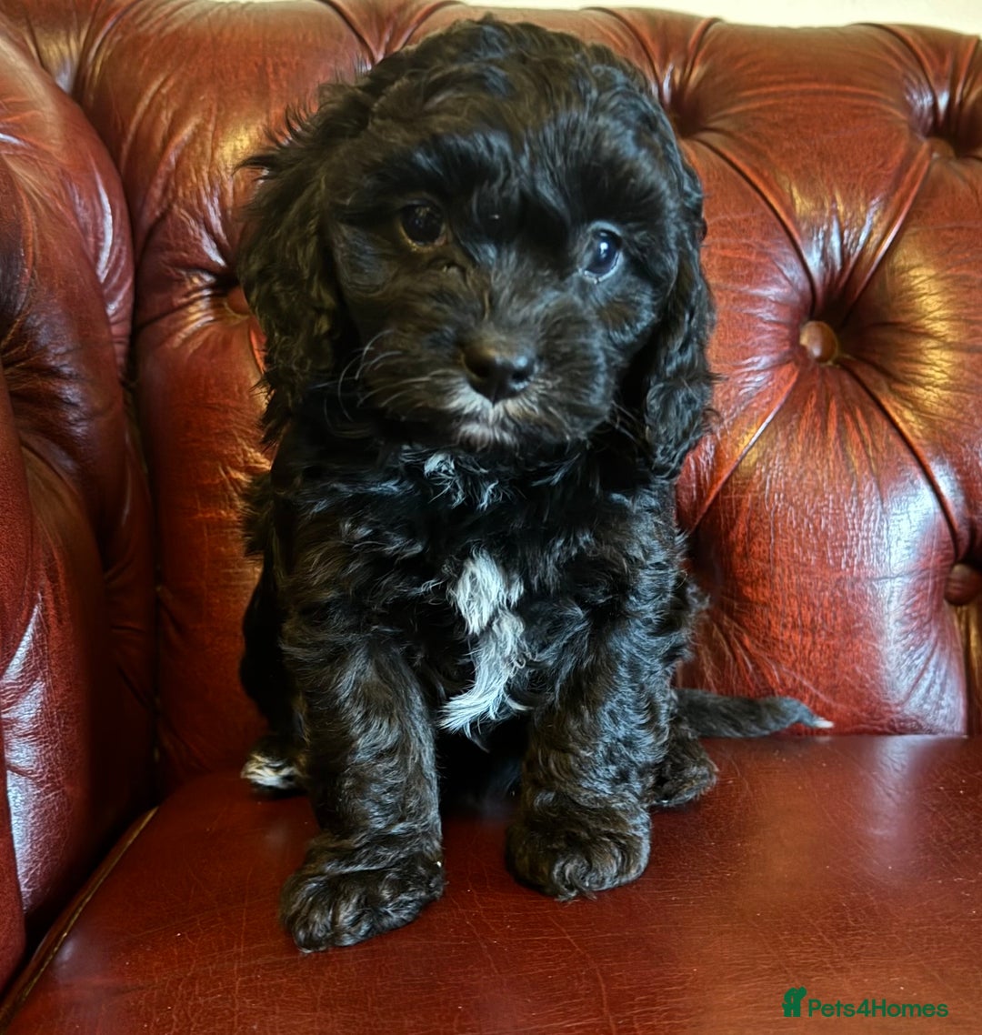 Cavapoo dogs for sale: F1 cavapoo stunning unusual colours  - Advert 15