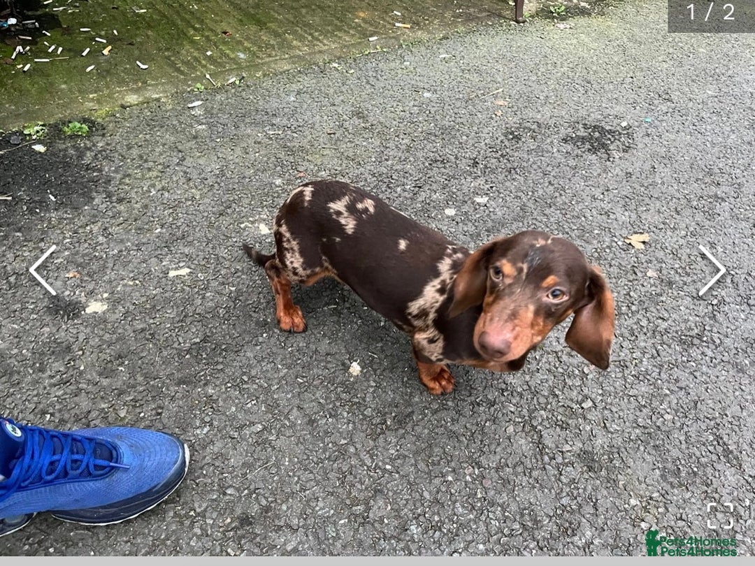 Mixed Breed dogs for sale: Dachshund x Jack Russell  - Advert 4