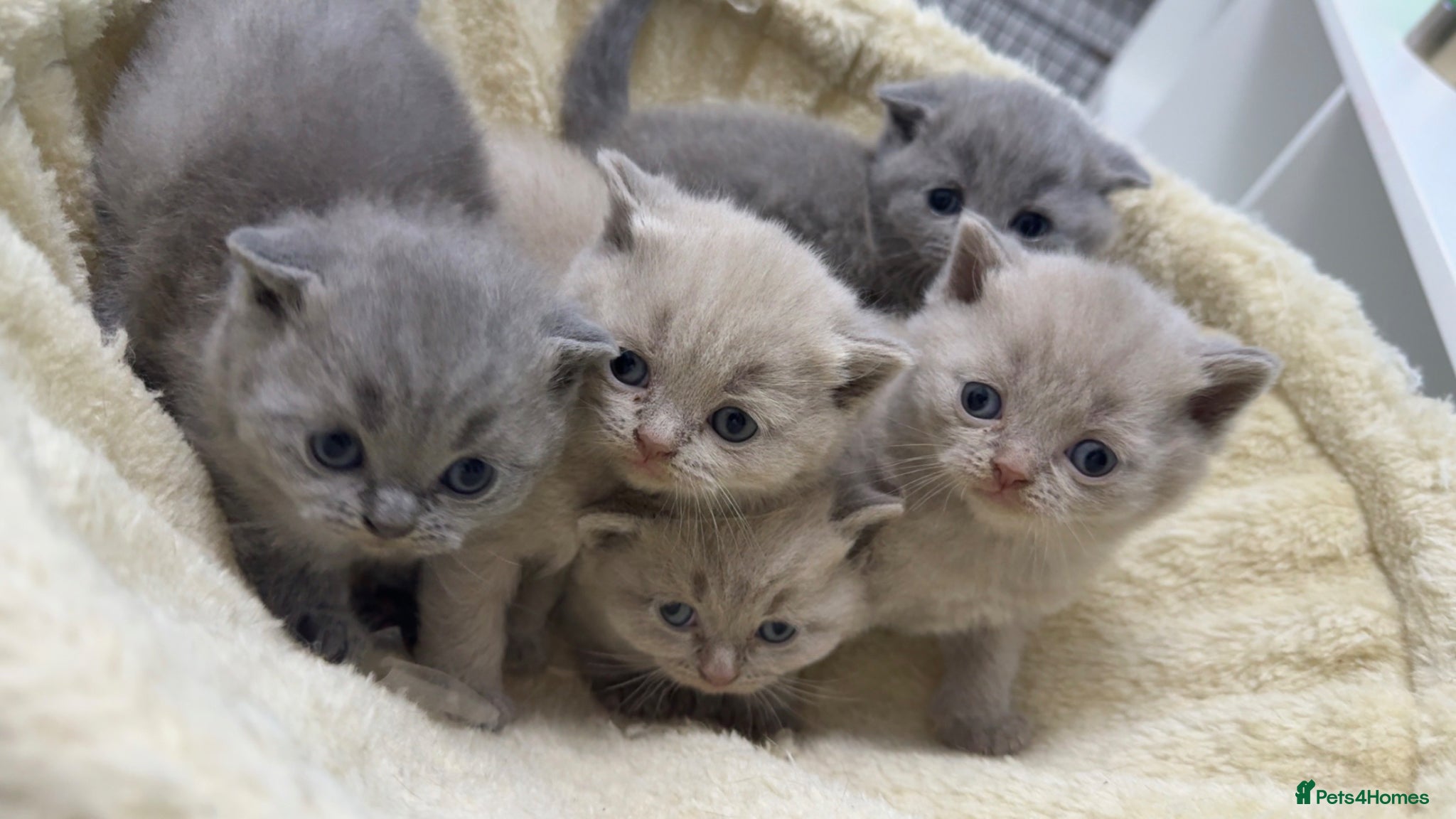 Scottish Fold cats Beautiful scottishfold/Scottish straight kittens🥰 - Advert 1