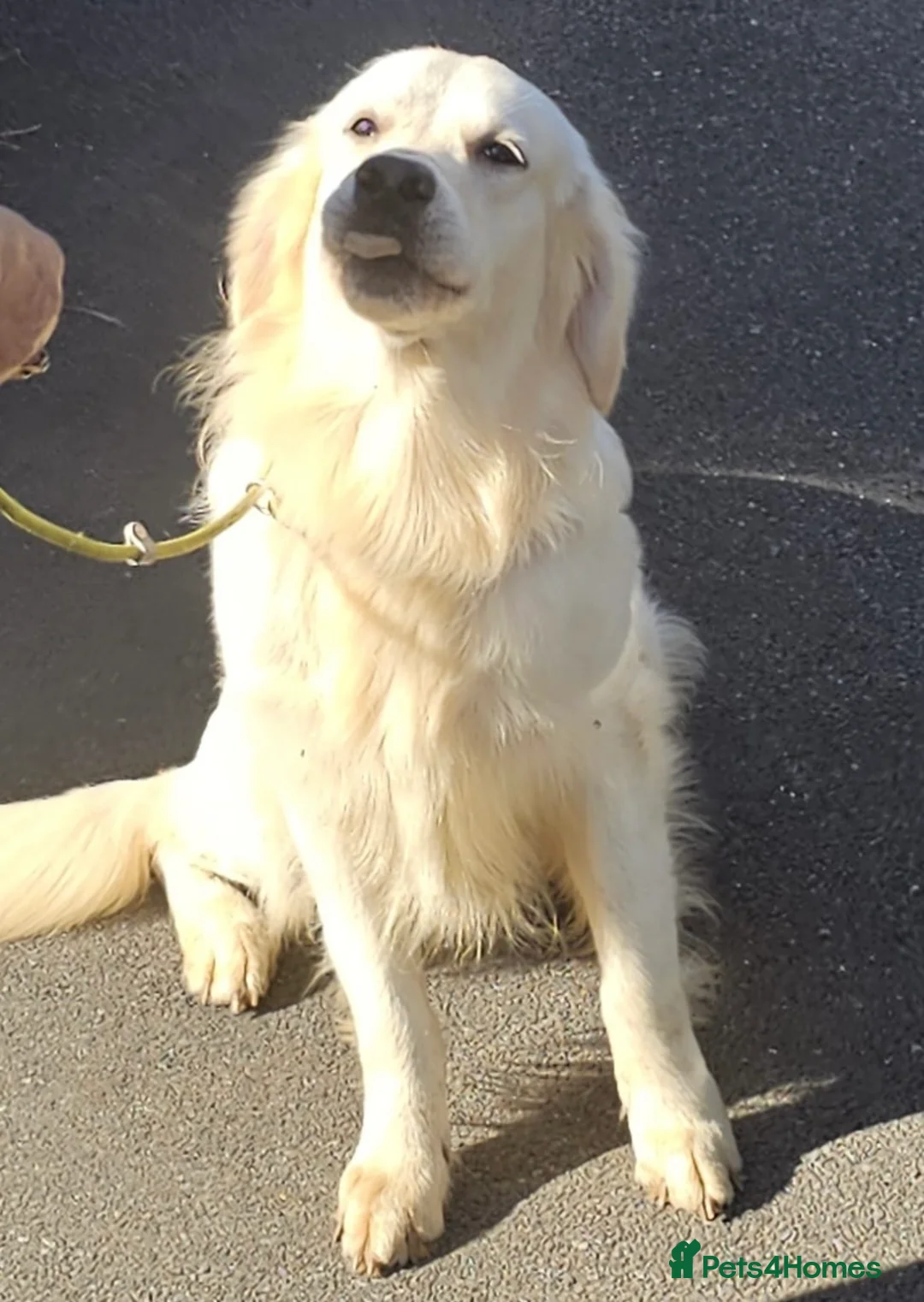 Goldendoodle dogs for sale: F1 Golden Doodles  - Advert 3