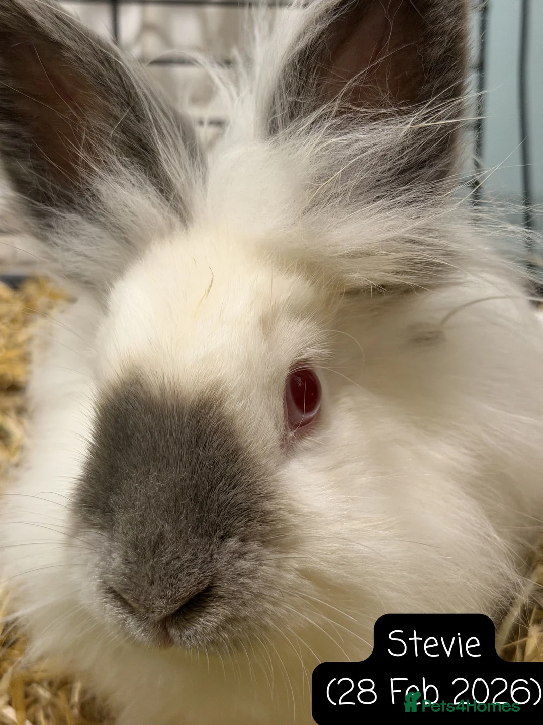 Lionhead rabbits for sale: Female red eyed, white Lionhead 10 months old - Advert 2