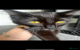 Siamese cats for sale: Female tuxedo cat - Image 4