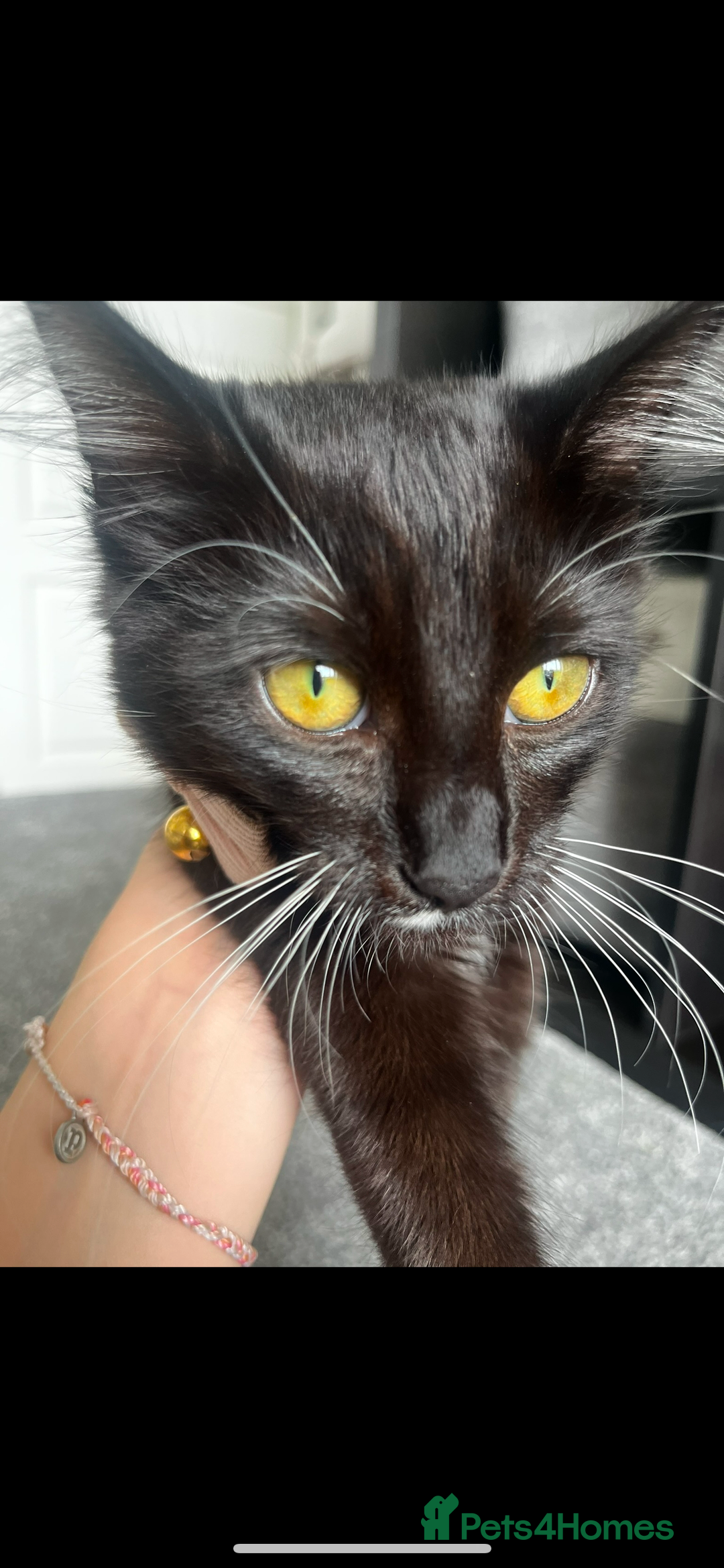 Siamese cats for sale: Female tuxedo cat - Image 4