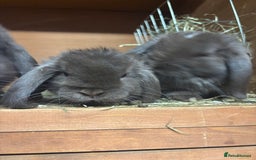 Mini Lop rabbits for sale: Mini lops  - Image 1