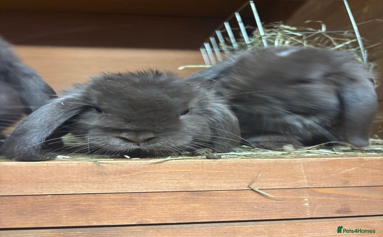Mini Lop rabbits - Advert 1