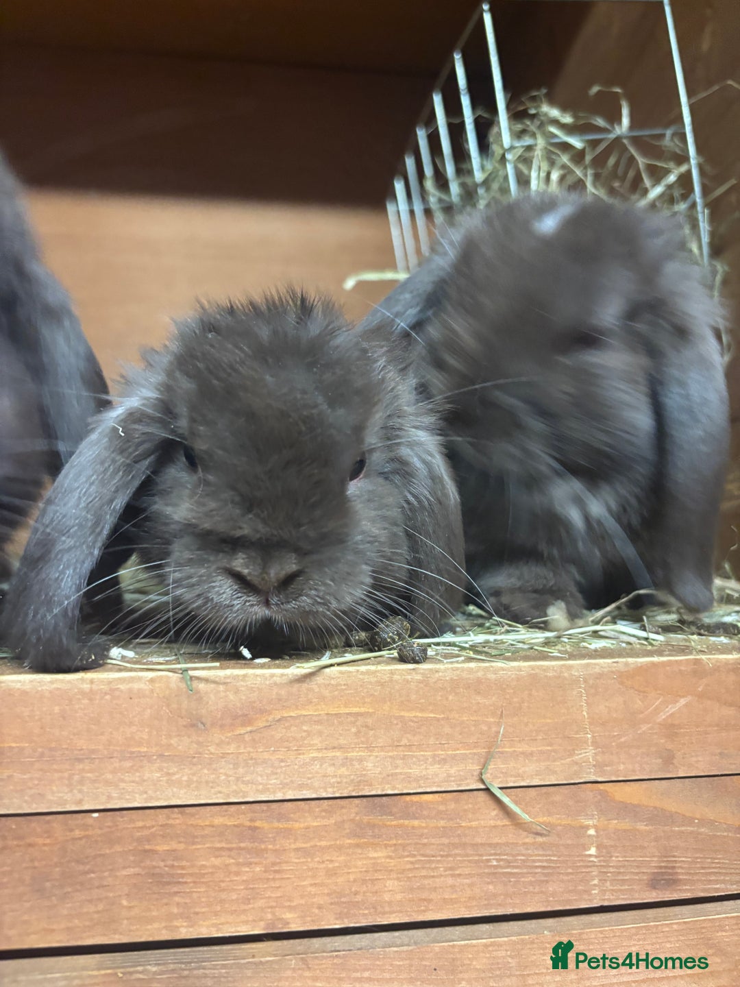 Mini Lop rabbits for sale: Mini lops  - Image 1